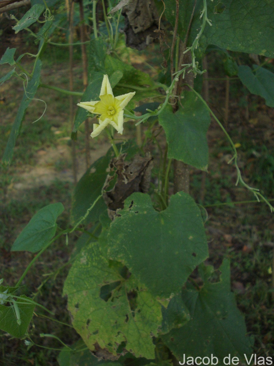 Luffa acutangula (L.) Roxb.